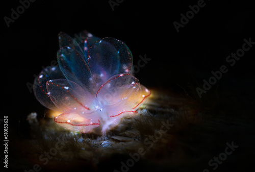 Nudibranch sea slug on the coral reef of macro photography paradise Lembeh in Northern Sulawesi in Indonesia.