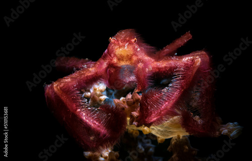 Achaeus japonicus, sometimes known as the orangutan crab, is a crab of the family Inachidae (spider crabs or decorator crabs) which can be observed in tropical waters of the central Indo-Pacific.