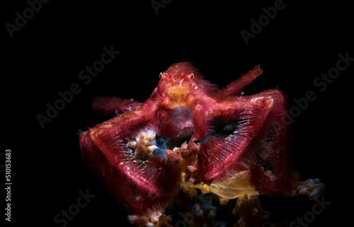 Achaeus japonicus, sometimes known as the orangutan crab, is a crab of the family Inachidae (spider crabs or decorator crabs) which can be observed in tropical waters of the central Indo-Pacific. photo