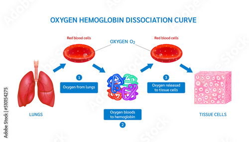 Hemoglobin molecules carrying oxygen in red blood cells. O2 From lungs to tissue cell. Blood Oxygen saturation. Medical concepts. Realistic 3d isolated on white background vector.