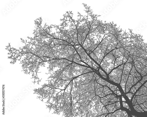 Silhouette of tree branches on a white background. Realistic black and white illustration of elm branches.