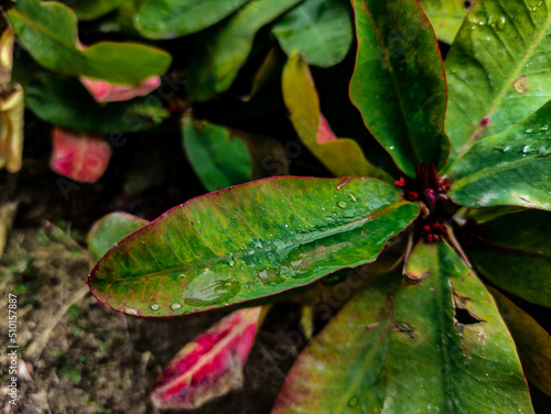 red and green leaf