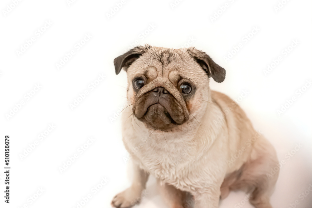 sad wet pug on a white background