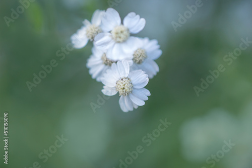 macro art photography of beautiful white small flowers   selective focus