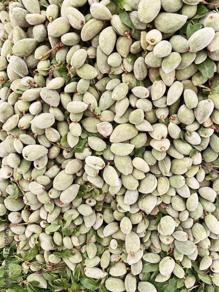green almond pattern green almond pattern