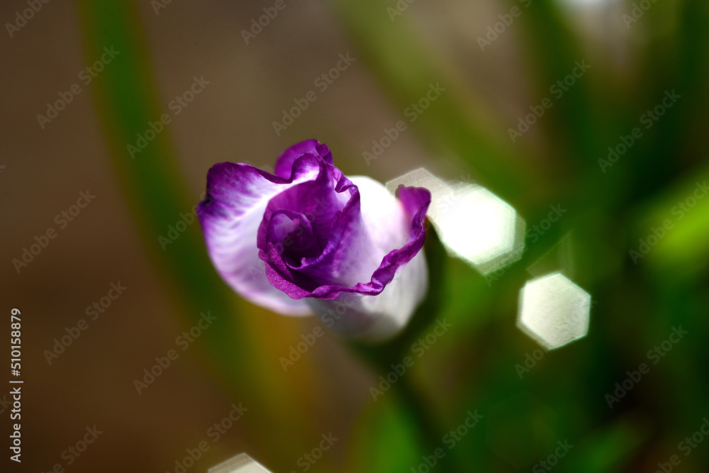 菖蒲しょうぶ 菖蒲しょうぶ