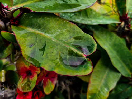 leaf with drops of water