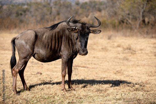 One of the antelopes that are part of the fauna of the African savannah of the Pilanesberg National Park in South Africa  this antelope is called wildebeest and is an herbivorous animal.