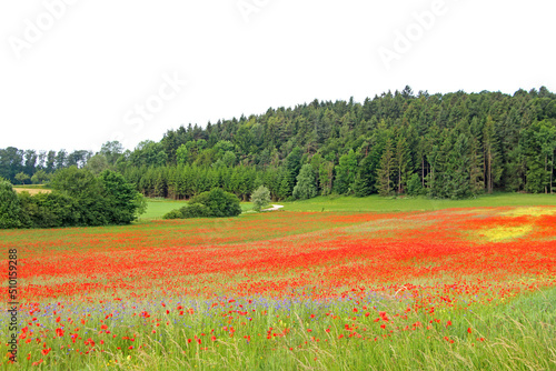 Mohn in der Landschaft