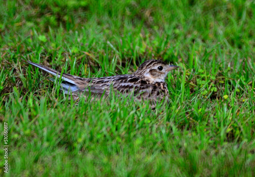 Wallpaper Mural ひばり Torontodigital.ca