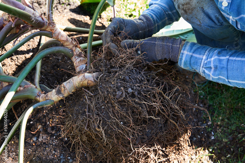 Gardener teasing roots apart on a large plant photo