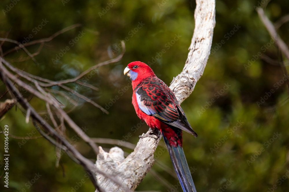Australian Native Crimson Rosella Parrot perched in a native tree in Wilsons Promontory National Park, Victoria