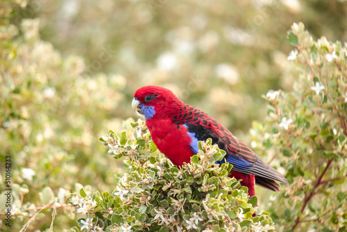 Australian Native Crimson Rosella Parrot Perched and eating flowers from a native bush in Wilsons Promontory National Park, Victoria © fieldofvision