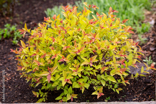 Bright bushes of the Goldflame spirea variety in the spring garden. Gardening, landscape design. photo