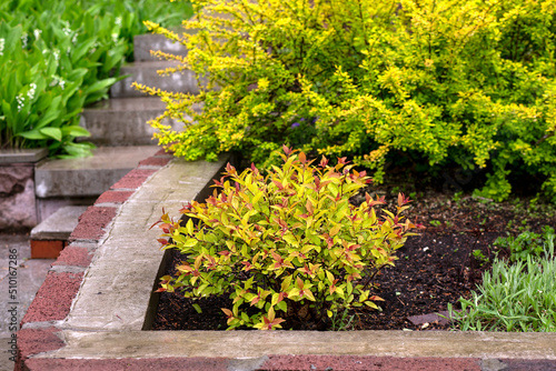 Bright bushes of the Goldflame spirea variety in the spring garden. Gardening, landscape design.