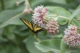 Swallowtail Butterfly on Showy Milkweed (Asclepias speciosa)