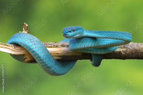 Viper Snake, Blue Snake, Trimeresurus insularis snake,
