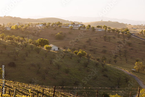 Sunset view of the vineyards and hills beyond in Paso Robles photo