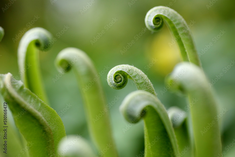 Green tongue fern plant in spring