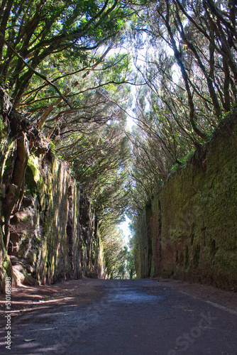 Beautiful enchanted forest of Pijaral in Tenerife, Canary Islands. Path surrounded by trees in nature. photo