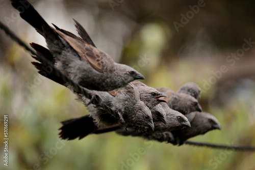 A tight-nit family of native Australian Apostle Birds huddled together in a group on a powerline, New South Wales © fieldofvision