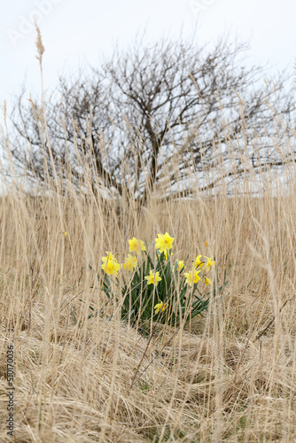 Narcissus escaping into the wild