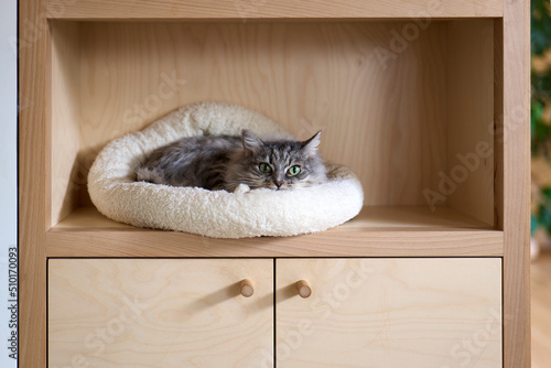 Resting cat