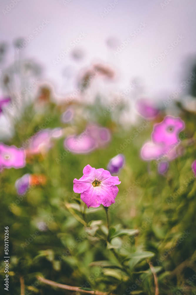 Obraz premium pink flowers in the field