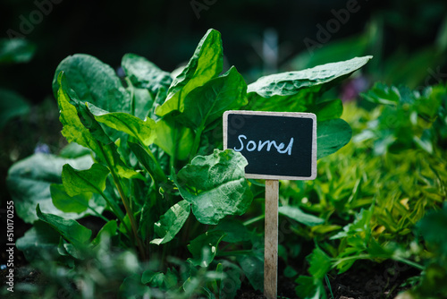 French sorrel growing in a herb bed