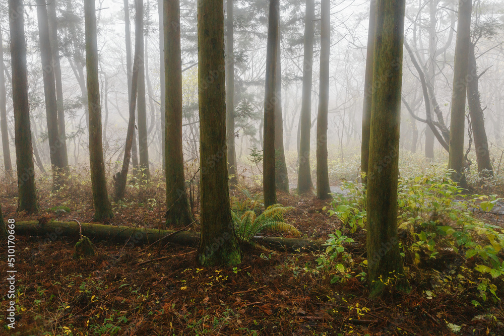 A tree that fell in the misty forest. A tree that fell in the misty forest.
