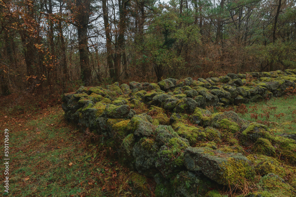 Moss is growing on the stone wall in the forest. Moss is growing on the stone wall in the forest.