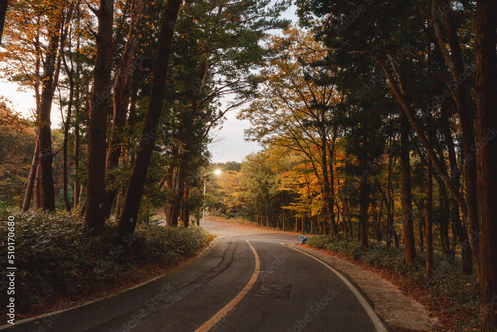 The darkening autumn forest path. The darkening autumn forest path.
