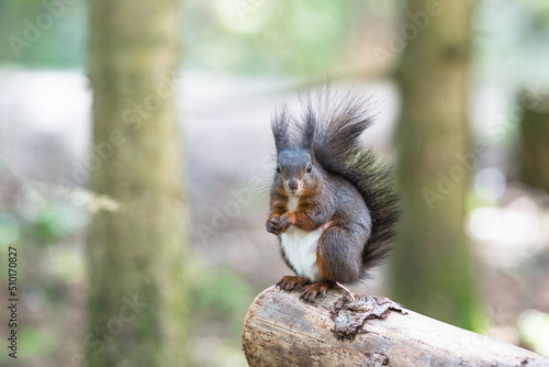 Cute squirrel