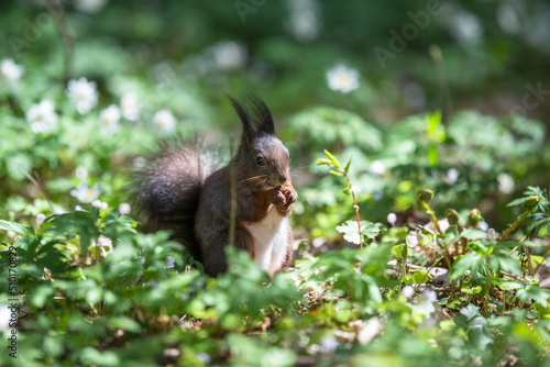 Squirrel in spring