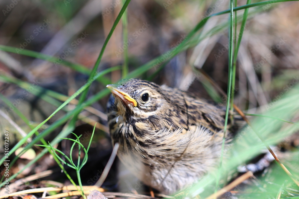 chick in the grass chick in the grass