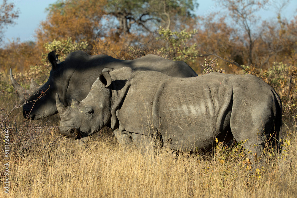 Fototapeta premium African wilde life. Kenya.