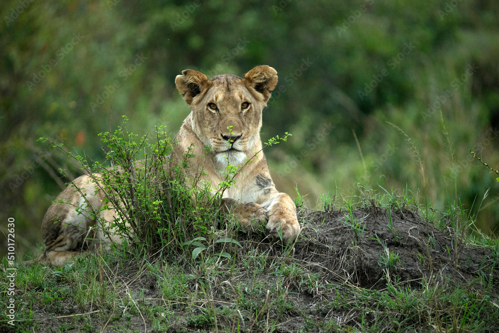 Africa. Wild Life. Africa. Wild Life.