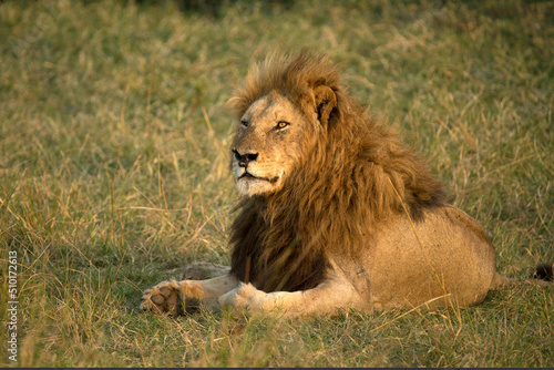 Wallpaper Mural Africa. Wild Life. Torontodigital.ca