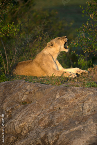 Africa. Wild Life.