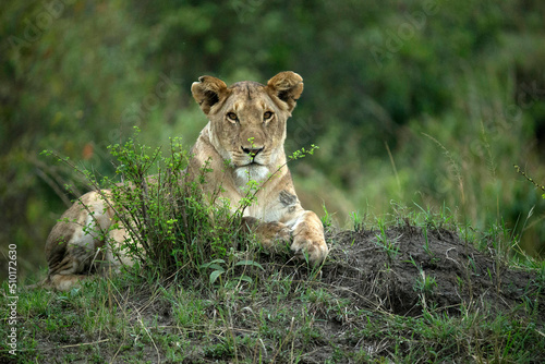 Africa. Wild Life.