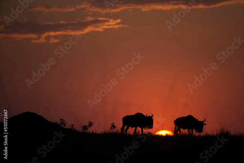 Africa. Wild Life. © Godong Photo