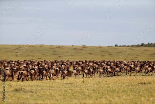 African wilde life. Kenya.