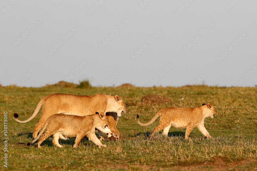Fototapeta premium African wilde life. Kenya.
