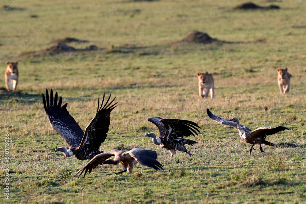 Fototapeta premium African wilde life. Kenya.
