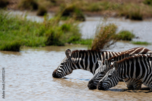 African wilde life. Kenya.