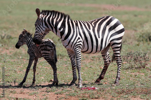 African wilde life. Kenya.