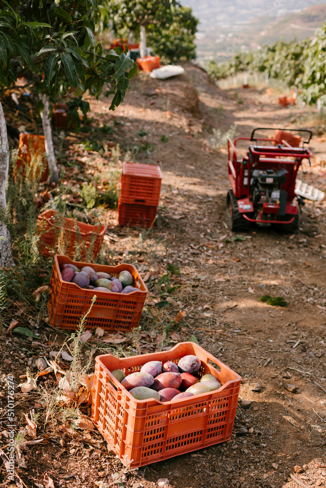 Plantation of tropical fruit trees with boxes and machinery Plantation of tropical fruit trees with boxes and machinery