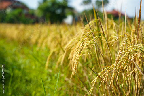 Close up of paddy rice plant in a rice field photo