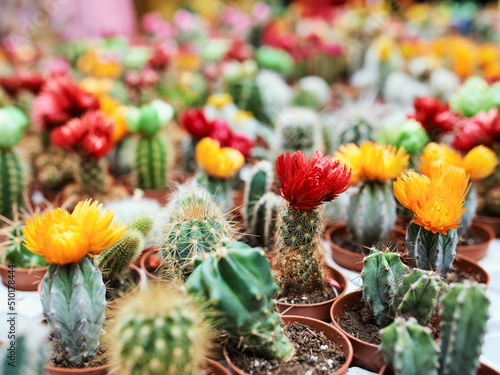 colorful blooming cacti background