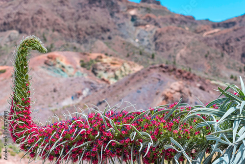 Blossoming of the red tajinaste or echium widprettii plant on springtime on volcan Teide. Tenerife, Canary Islands, Spain photo